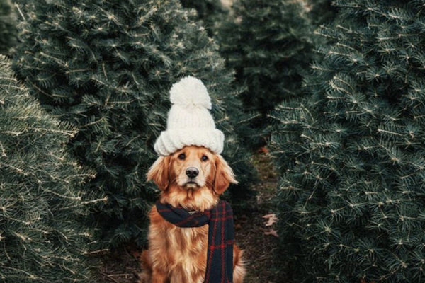 Pourquoi prĂ©commander son sapin naturel dĂšs le mois dâoctobre ?