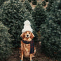 Pourquoi prĂ©commander son sapin naturel dĂšs le mois dâoctobre ?