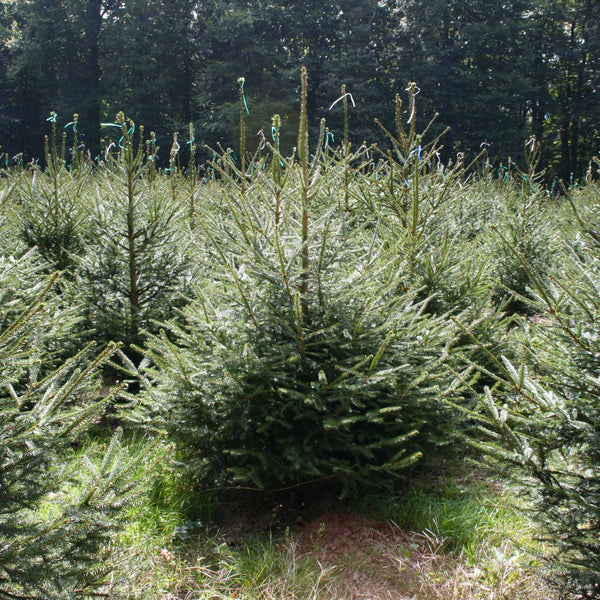 Natuurlijke fijnspar