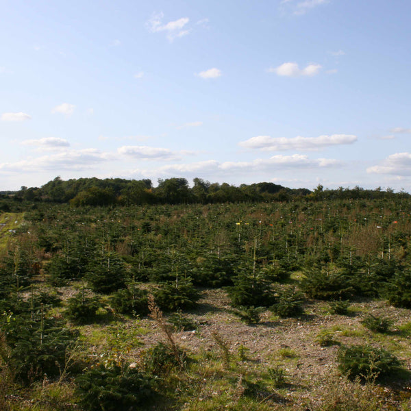 Natuurlijke Nordmann-spar