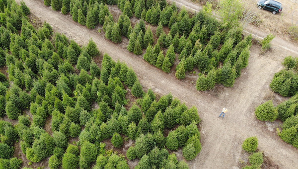Natuurlijke fijnspar in pot