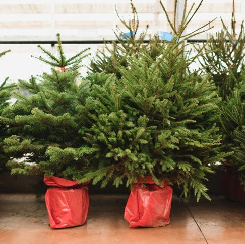 Sapin de Noël Nordmann en pot