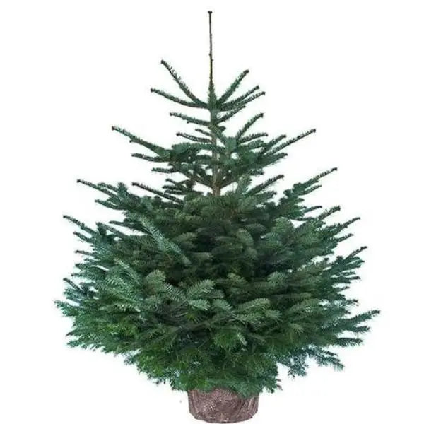 Nordmann kerstboom in pot