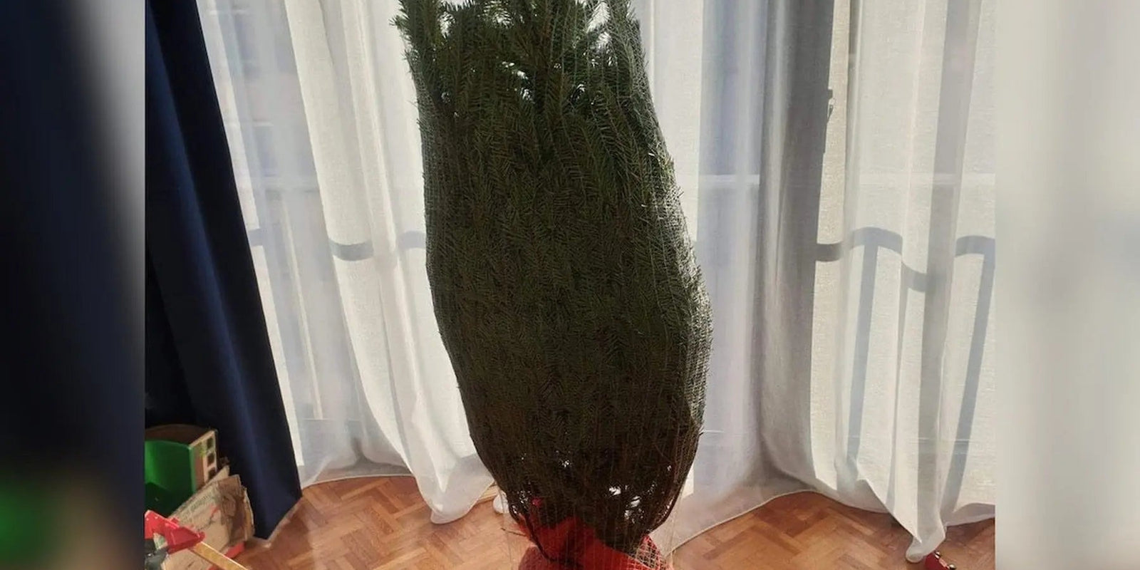 5-conseils-pour-conserver-votre-sapin-naturel-belge Sapin Belge