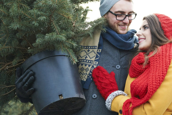 Acheter-en-ligne-un-sapin-de-Noël-en-pot-tout-ce-qu-il-faut-savoir. Sapin Belge