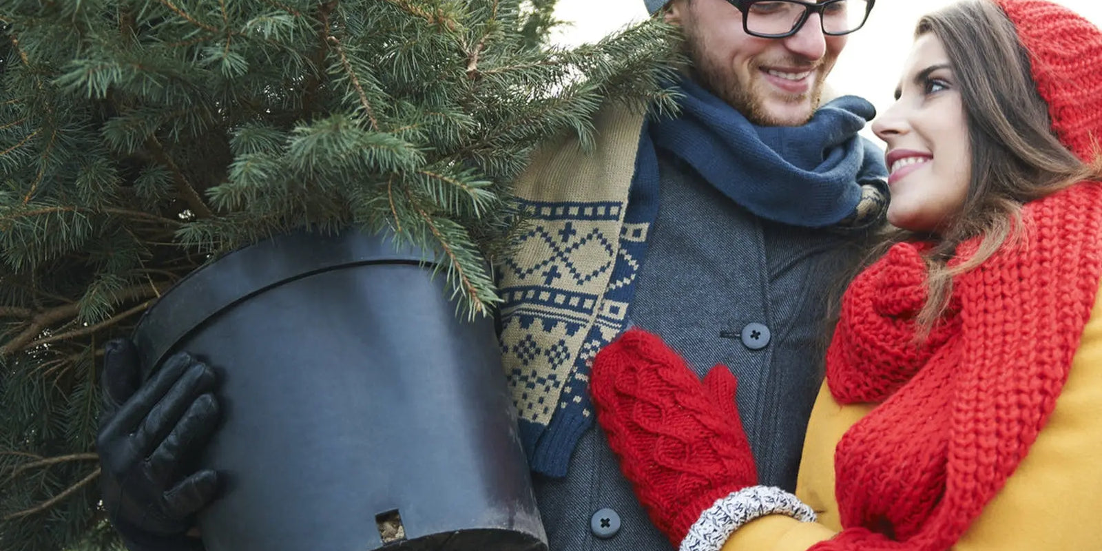 Acheter-en-ligne-un-sapin-de-Noël-en-pot-tout-ce-qu-il-faut-savoir. Sapin Belge