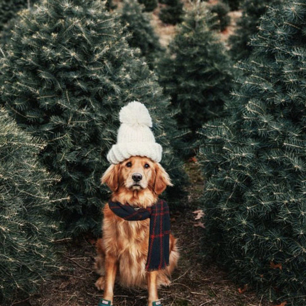 Pourquoi précommander son sapin naturel dès le mois d’octobre ?