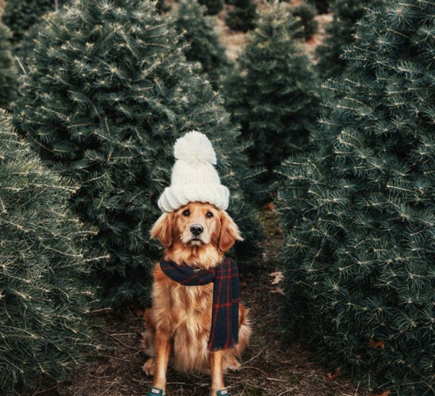 Pourquoi précommander son sapin naturel dès le mois d’octobre ?