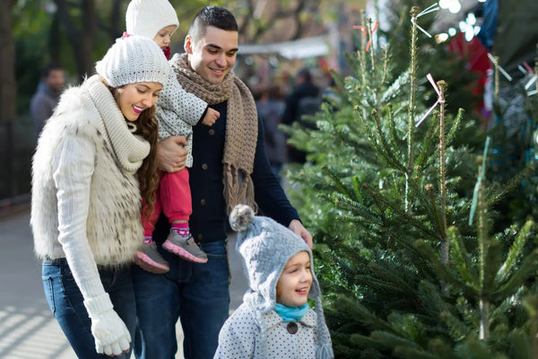 Comment-choisir-un-un-arbre-de-Noël Sapin Belge