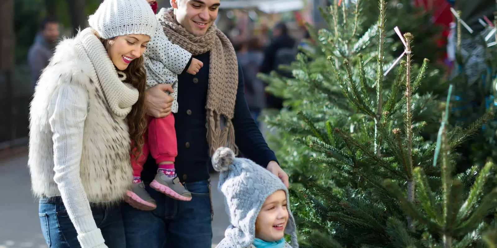 Comment-choisir-un-un-arbre-de-Noël Sapin Belge