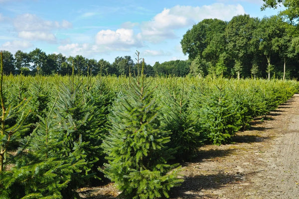 Comment-est-cultivé-votre-Sapin-de-Noël-Nordmann Sapin Belge