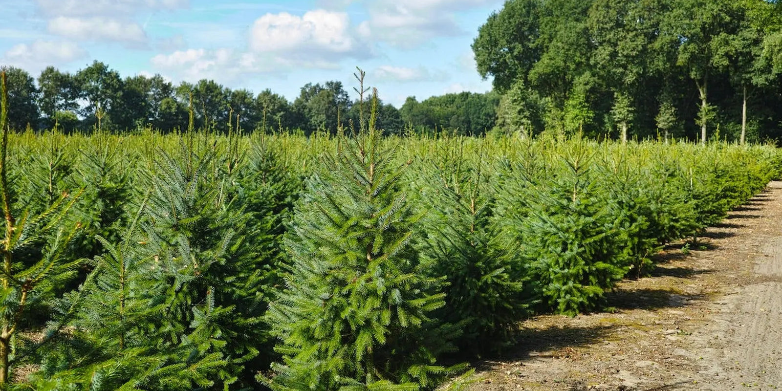 Comment-est-cultivé-votre-Sapin-de-Noël-Nordmann Sapin Belge