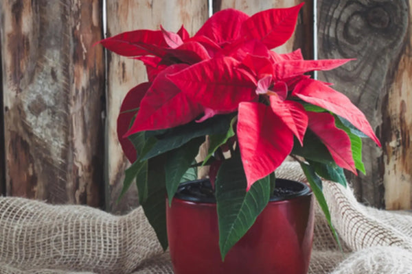 Comment-prendre-soin-des-roses-de-Noël-Poinsettia Sapin Belge