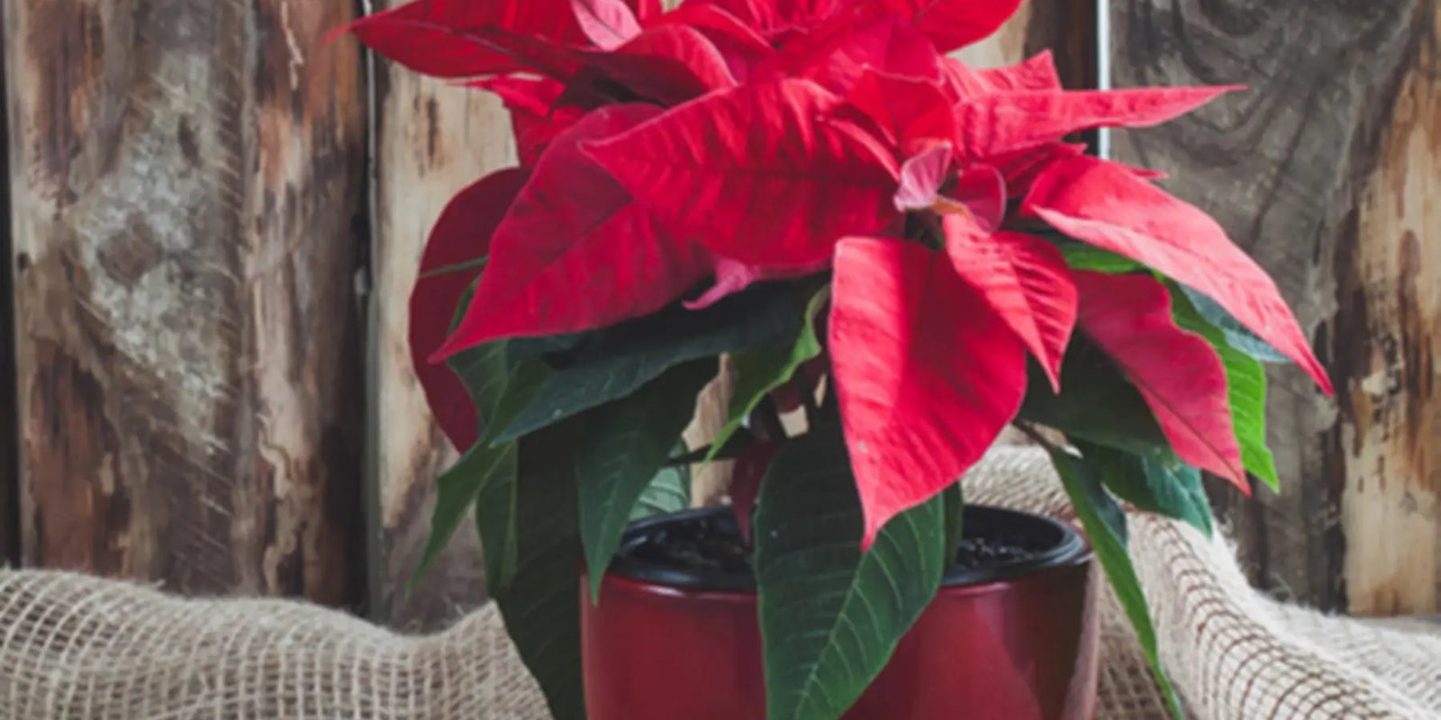 Comment-prendre-soin-des-roses-de-Noël-Poinsettia Sapin Belge