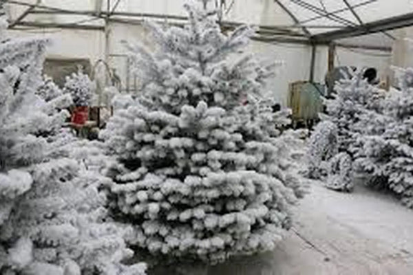 Les-4-choses-que-vous-devez-savoir-sur-le-sapin-Nordmann-floqué-blanc Sapin Belge