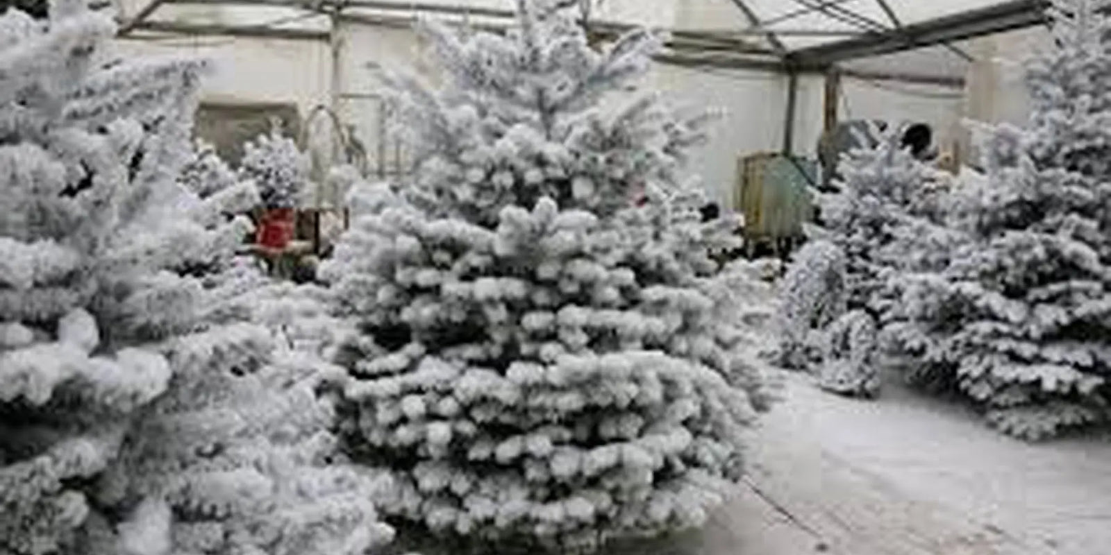 Les-4-choses-que-vous-devez-savoir-sur-le-sapin-Nordmann-floqué-blanc Sapin Belge