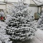 Les-4-choses-que-vous-devez-savoir-sur-le-sapin-Nordmann-floqué-blanc Sapin Belge