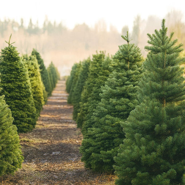 Pourquoi commander votre sapin de Noël chez Sapin Belge ?