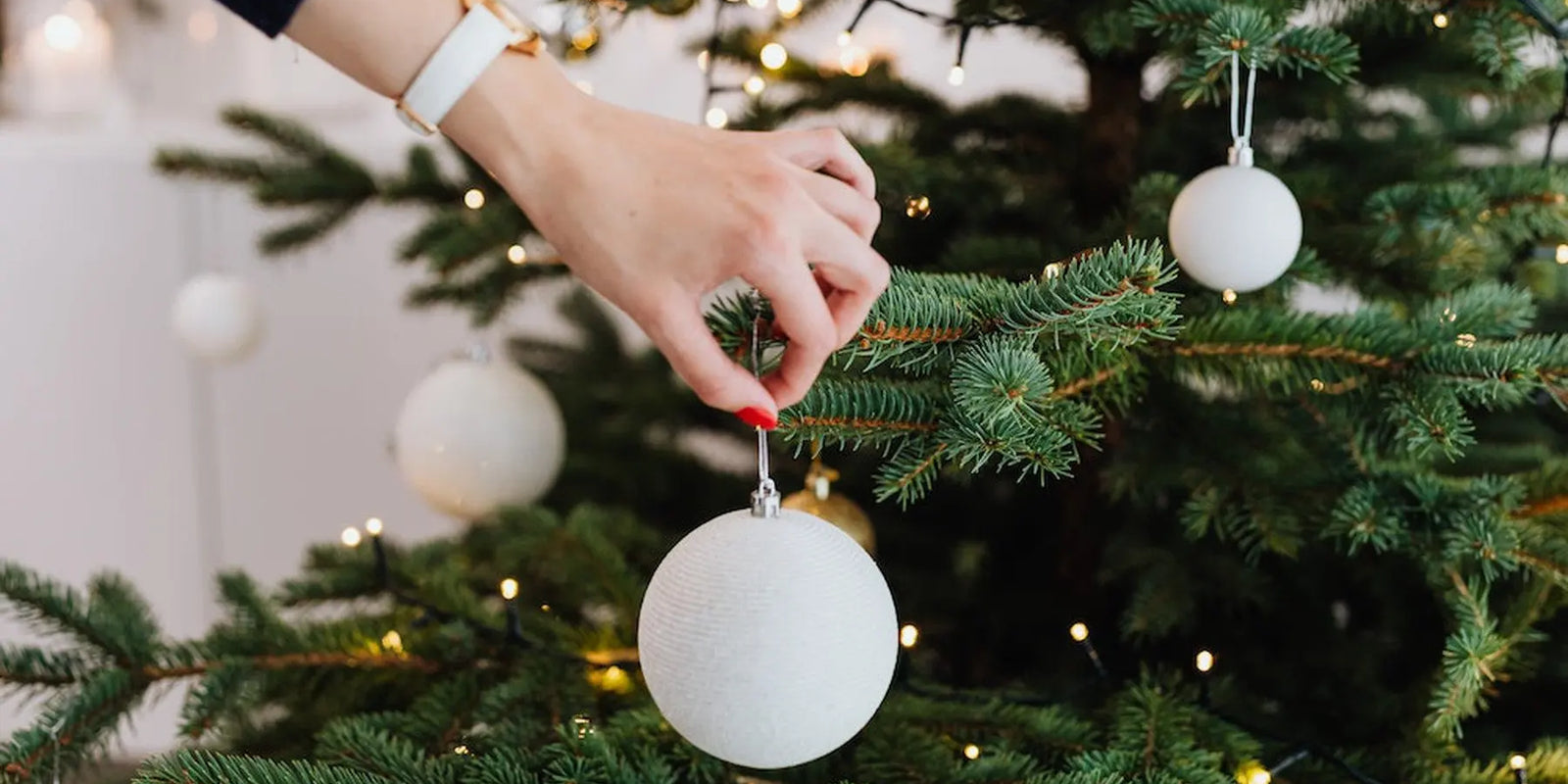 Quel-sapin-de-Noël-est-le-plus-Ecolo Sapin Belge