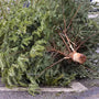 Ramassage-des-Sapins-de-Noël-2024-à-Bruxelles-Tout-ce-que-Vous-Devez-Savoir Sapin Belge