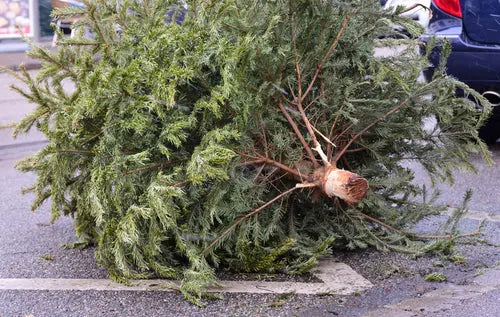 Ramassage-des-Sapins-de-Noël-2024-à-Bruxelles-Tout-ce-que-Vous-Devez-Savoir Sapin Belge