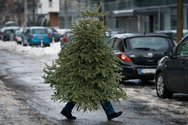 Que devient votre sapin après les fêtes ?