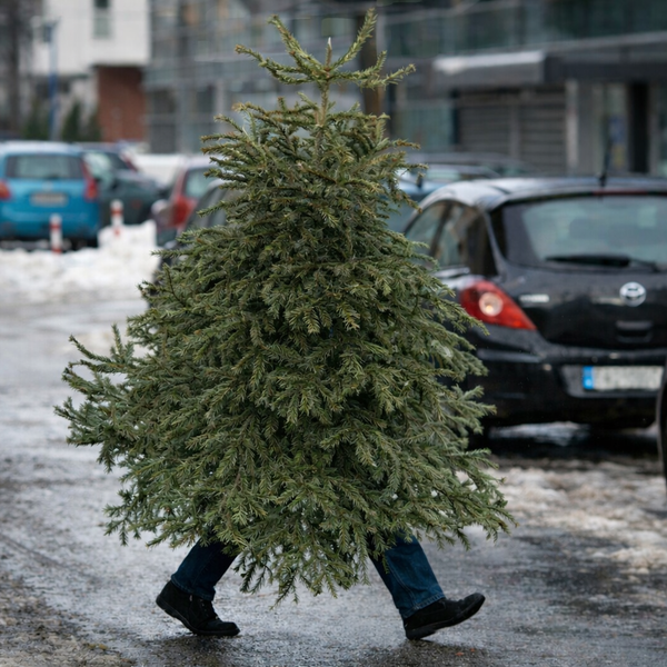 Que devient votre sapin après les fêtes ?