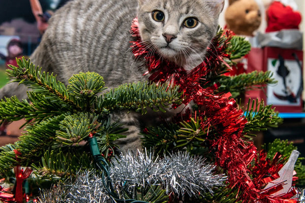 Sapin-de-Noël-éloigner-son-chat-et-protéger-son-sapin. Sapin Belge