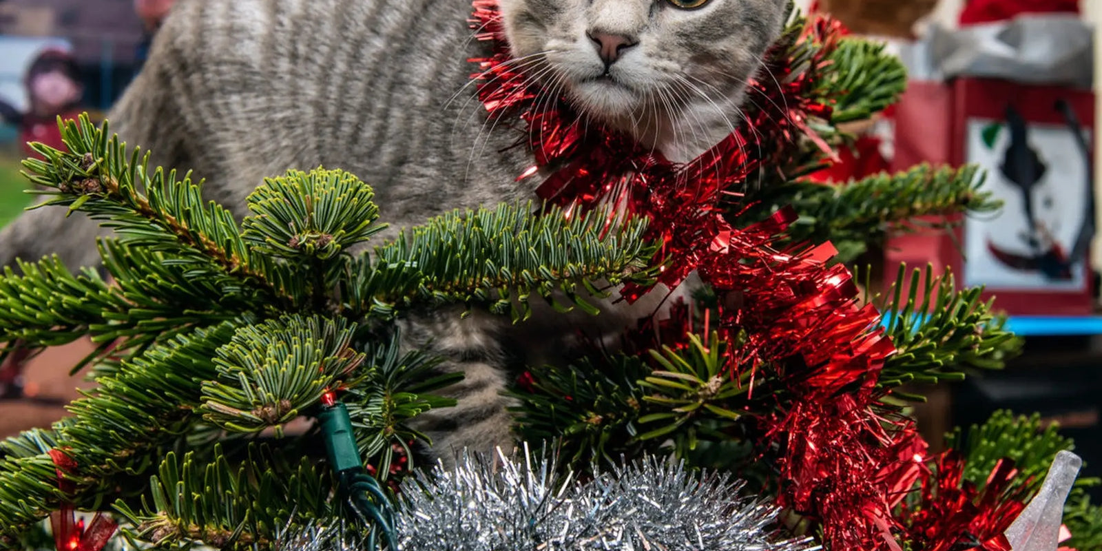 Sapin-de-Noël-éloigner-son-chat-et-protéger-son-sapin. Sapin Belge