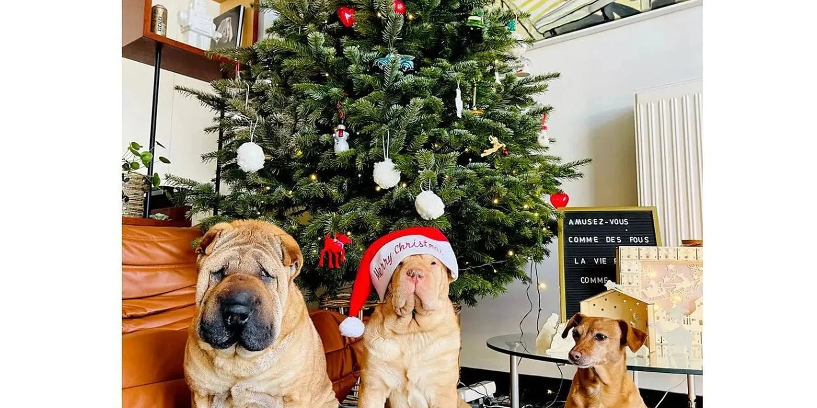 Sapin-naturel-versus-sapin-artificiel-lequel-choisir-pour-un-Noël-réussi Sapin Belge