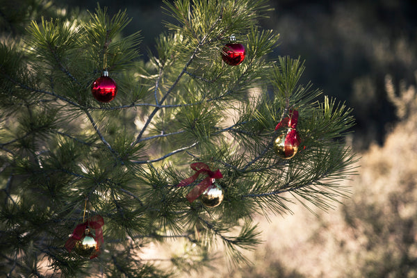Sapins de Noël Naturels : Votre guide complet pour choisir le parfait sapin belge