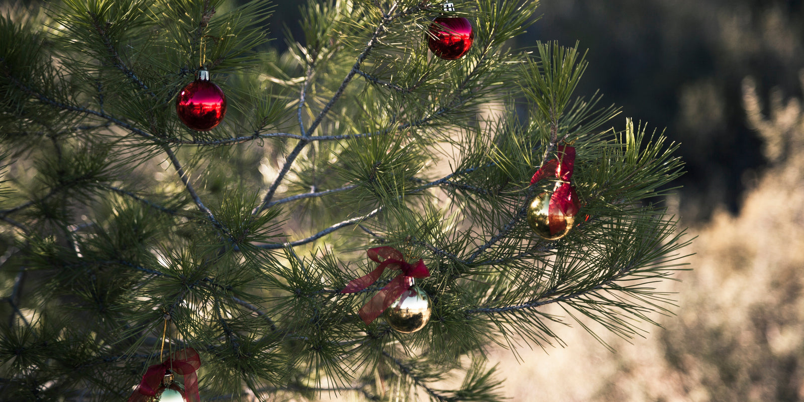 Sapins de Noël Naturels : Votre guide complet pour choisir le parfait sapin belge