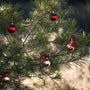 Sapins de Noël Naturels : Votre guide complet pour choisir le parfait sapin belge