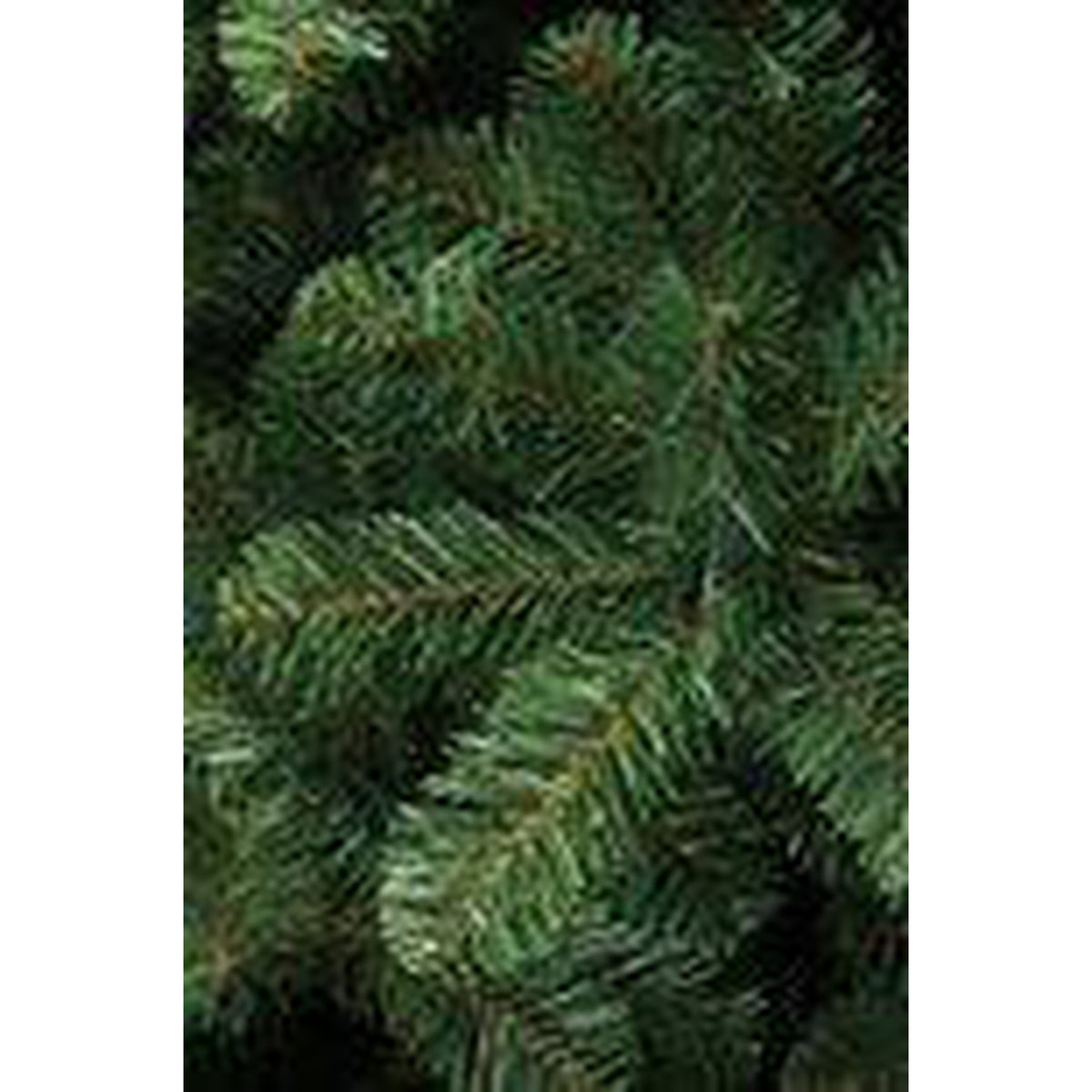 Triumph Tree Tuscan Spruce - Sapin Belge