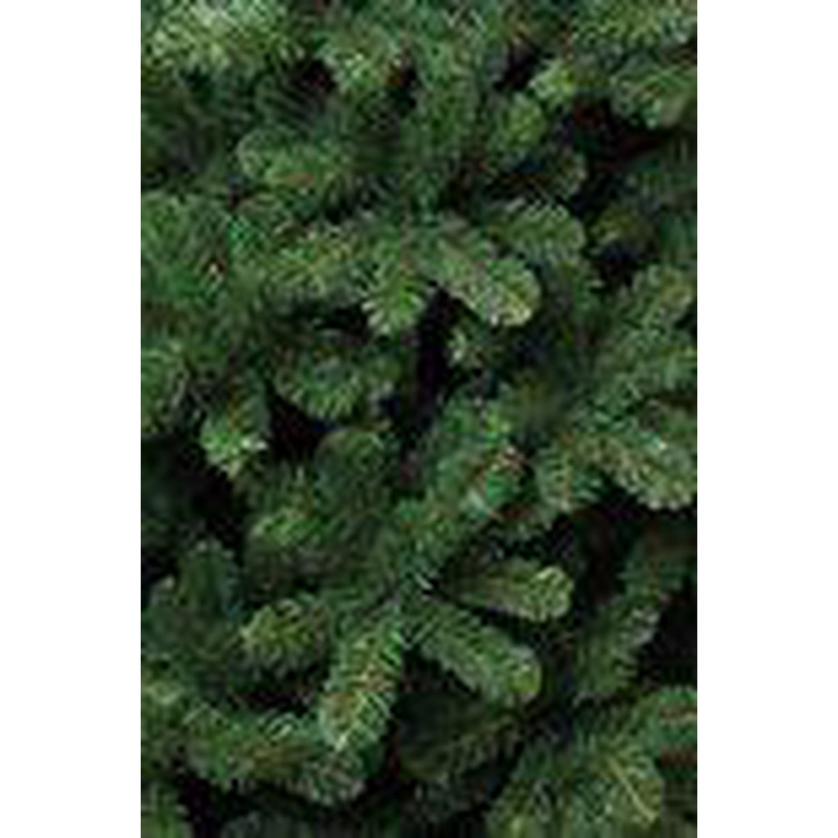 Triumph Tree Tuscan Spruce - Sapin Belge