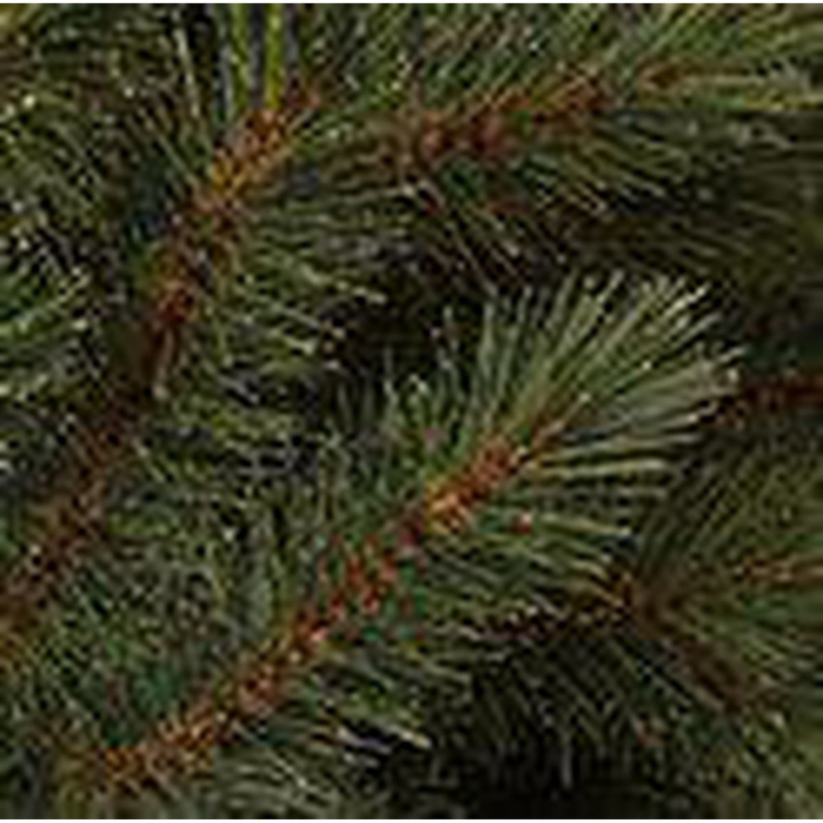 Triumph Tree Bristlecone Fir - Sapin de Noël artificiel hauteur 155 cm - Sans éclairage - Sapin Belge