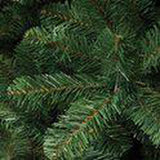 Triumph Tree Tuscan Spruce - Sapin Belge