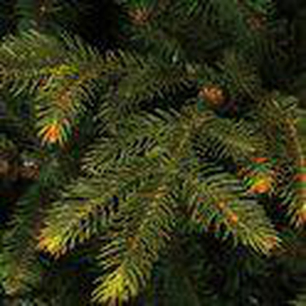 Sapin de Noël artificiel Black Box Frasier Fir LED - 185 x 124 cm - vert - 288 LED - Sapin Belge