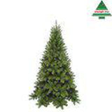 Triumph Tree Tuscan Spruce - Sapin Belge