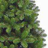 Triumph Tree Tuscan Spruce - Sapin Belge