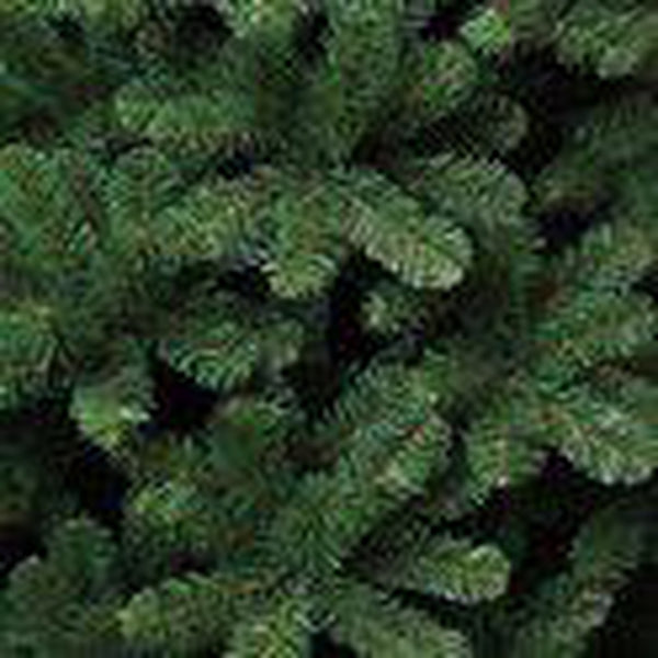 Triumph Tree Tuscan Spruce - Sapin Belge