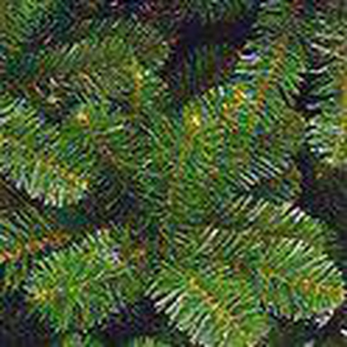 Triumph Tree Tuscan Spruce - Sapin Belge