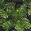Triumph Tree Tuscan Spruce - Sapin Belge