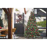 Triumph Tree Tuscan Spruce - Sapin Belge