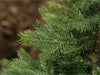 Everlands Grandis Sapin de Noël artificiel 240 cm - sans éclairage - Sapin Belge