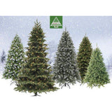 Triumph TreeX-Mas Tree Forest Frosted H185D130 Newgrowth Blue Pointes 942 - Sapin Belge