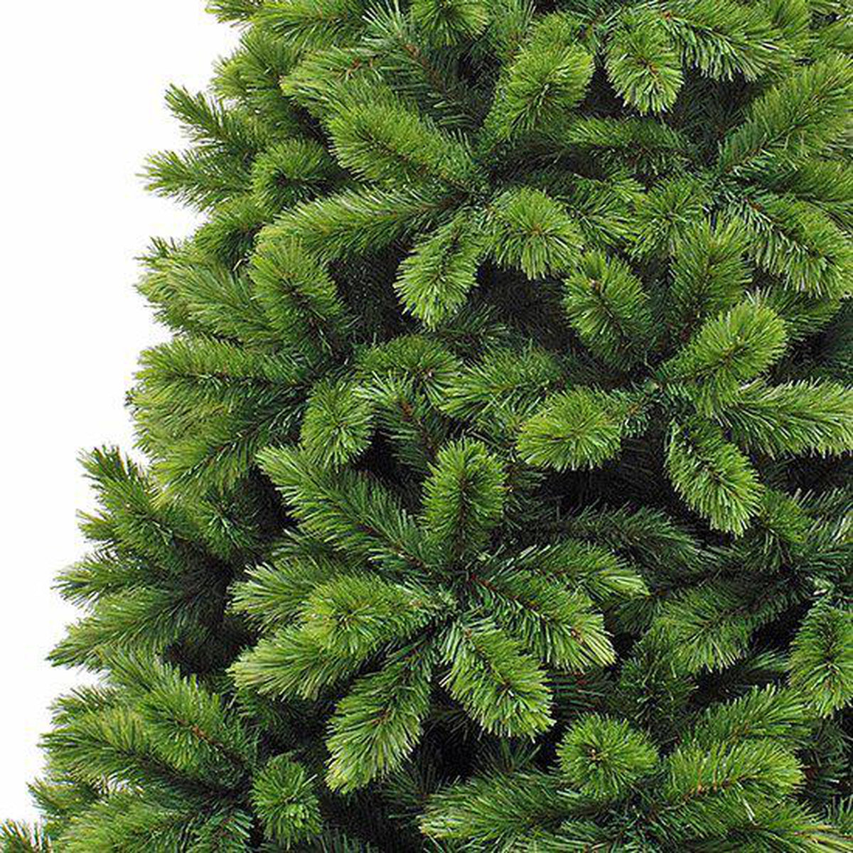 Triumph Tree - Sapin de Noël Tsuga vert TIPS 386 - Sapin Belge