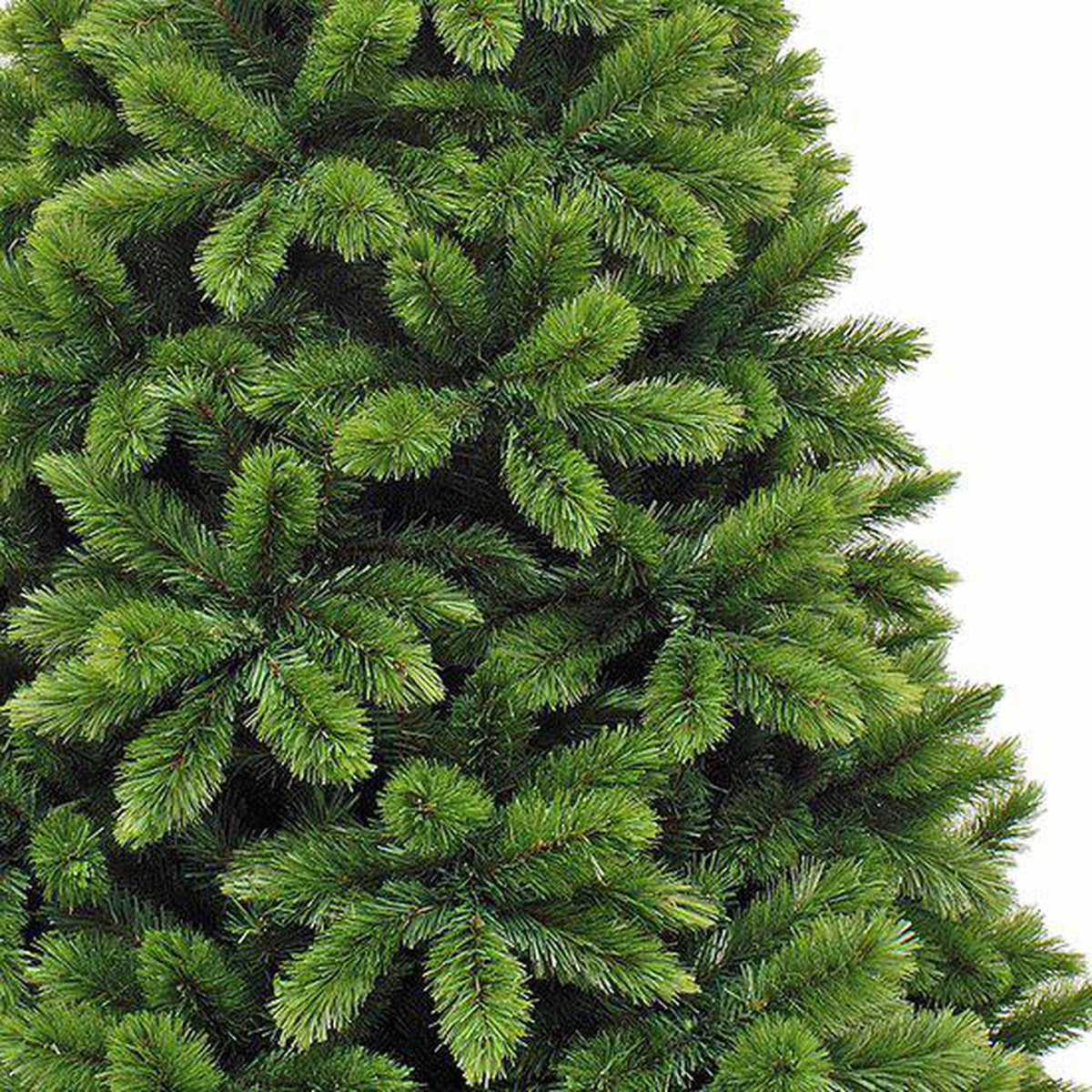 Triumph Tree - Sapin de Noël Tsuga vert TIPS 386 - Sapin Belge