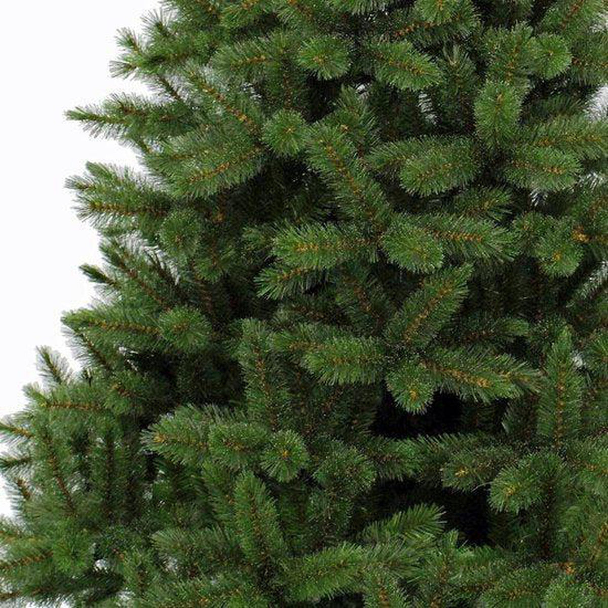 Triumph Tree Bristlecone Fir - Sapin de Noël artificiel hauteur 155 cm - Sans éclairage - Sapin Belge