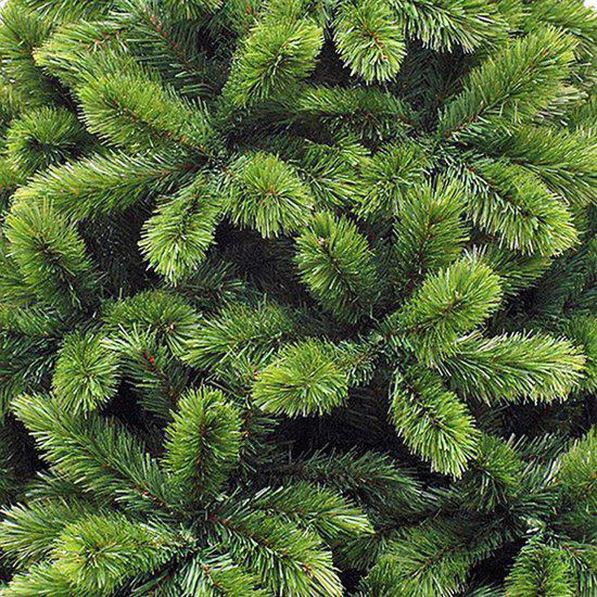 Triumph Tree - Sapin de Noël Tsuga vert TIPS 386 - Sapin Belge